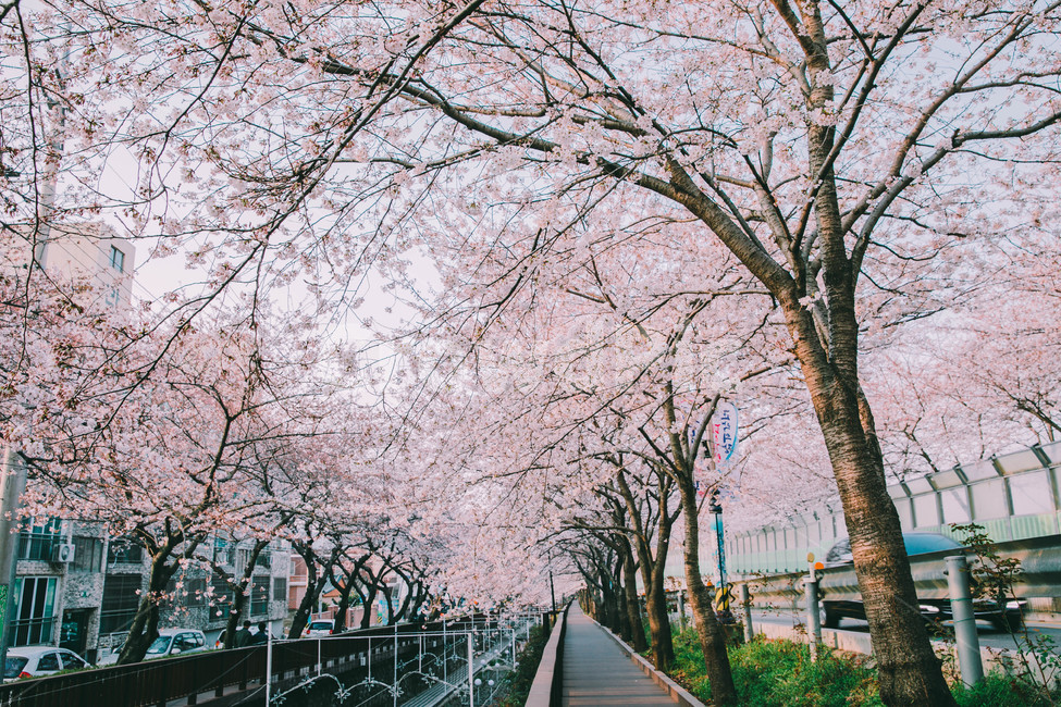 진해,꽃,벚꽃,봄,따듯한,진해군항제,군항제,경남,일상,자연,사진,여행,정취,느낌,분홍,따뜻한,추억,풋사랑,첫사랑,수줍음,진해역,로망스,사랑,꽃비,풍경,nature,landscape,계절,spring,season,만개,활짝,꽃놀이,감성,감성사진,봄,계절,spring,season,자연,풍경,nature,landscape,plant,식물,blossom,flower