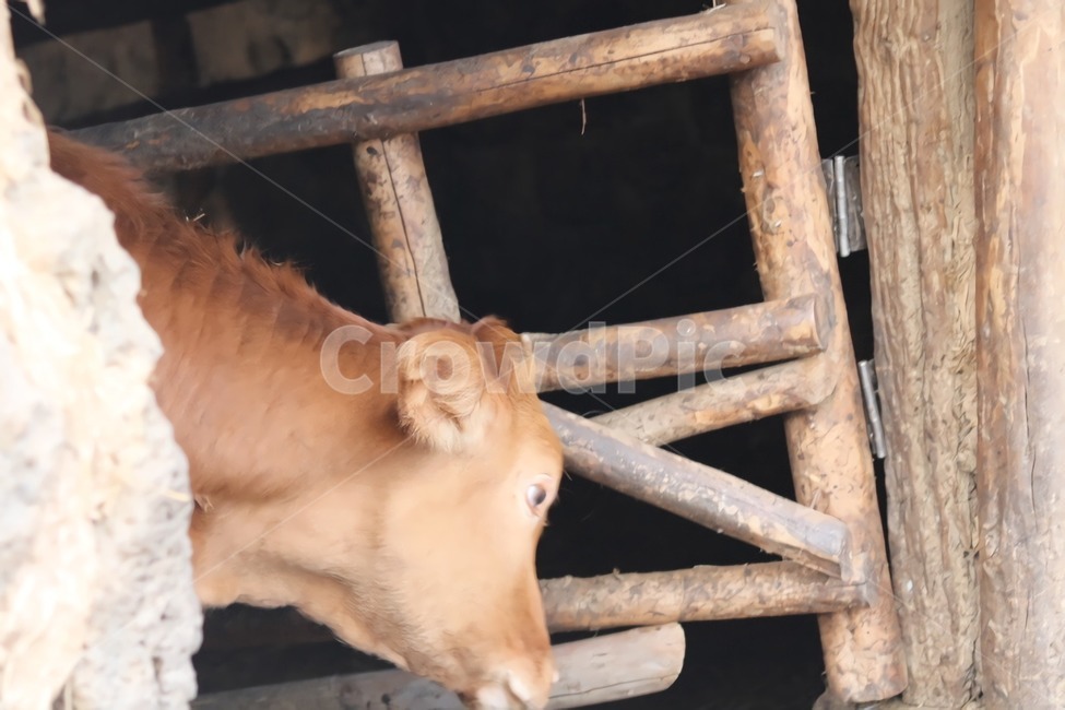 소,한우,가축,동물,제주도소,우리,동물,animal,포유류,mammal