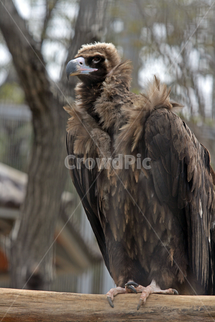 동물원,동물,독수리,zoo,eagle,카리스마,동물,animal,조류,새,birds