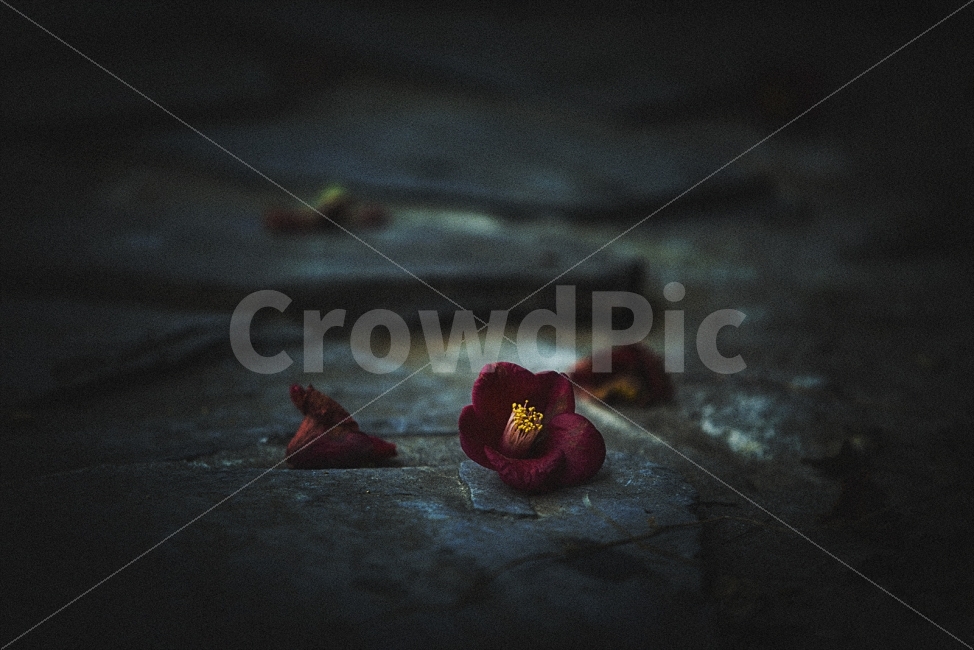 동백,감성,꽃,flower,동백꽃,감성사진,photo,어두움,슬픔,sad,사랑,영원한사랑,식물,자연,plants,nature,꽃,flower