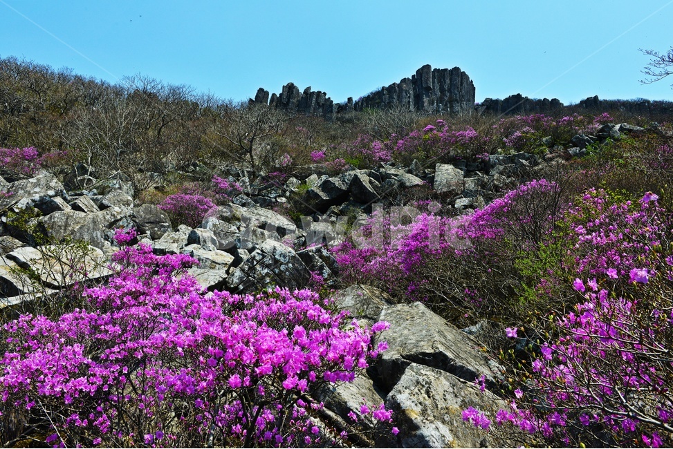광주,무등산,무등산봄,봄,계절,서석대,입석대,주상절리대,철쭉,철쭉꽃,군락,철뚝군락,경치,경관,풍경,plant,식물,blossom,flower,꽃,outdoors,옥외,purple,보라색,nature,자연
