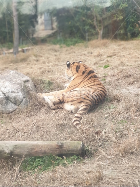 호랑이,야생생물,동물,포유류,동물원,동물,animal,포유류,mammal