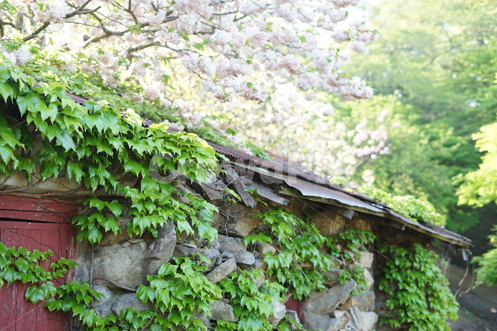식물,자연,벚꽃,겹벚꽃,덩쿨,전통,바탕,벽,건축,담쟁,담벼락,flower,korea,자연,풍경,nature,landscape,outdoors,옥외
