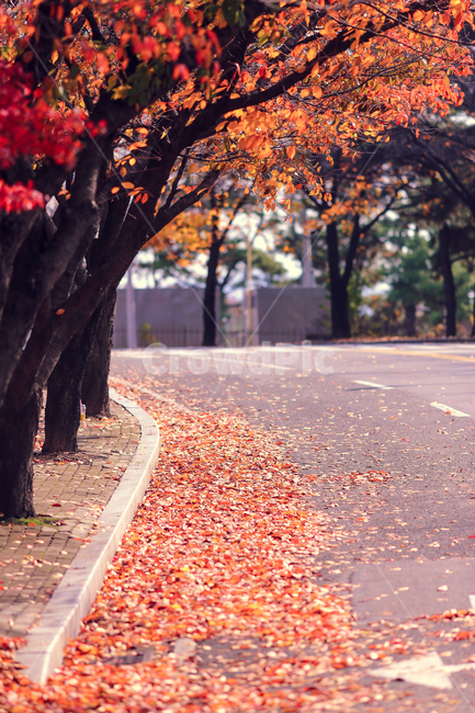 단풍,나무,가을,도로,낙엽,빨강,노랑,주황,단풍나무,가을낙엽,가을,계절,fall,autumn,season,자연,풍경,nature,landscape,plant,식물,leaf,잎,tree,maple