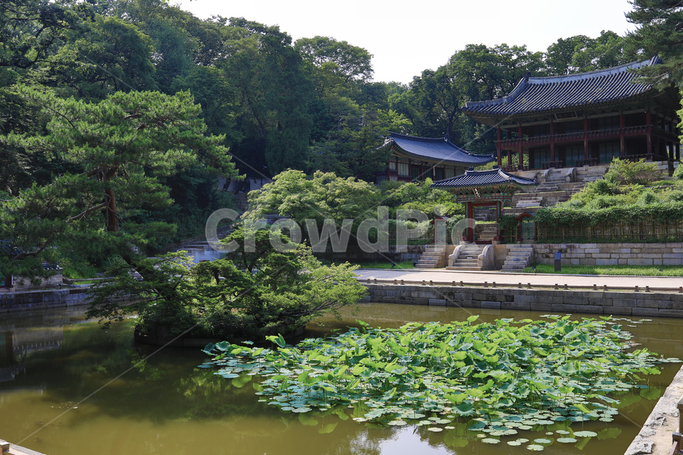 창덕궁,궁궐,전통한옥,창덕궁후원,전통,한국전통,한국문화,korean traditional,korean culture,랜드마크,landmark,tourist attraction,한국랜드마크,한국관광지,한국명소,korea landmark,korea tourist attraction,건축물,건물외관,exterior,building,structure,architecture,construction