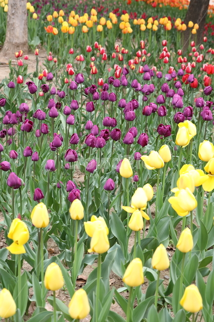 꽃,튤립,봄,공원,자연,계절,색깔,꽃밭,풍경,flowers,tulips,spring,park,field,season,colors,colorful,landscape,nature,봄,계절,spring,season,식물,자연,plants,nature,꽃,flower,plant,blossom