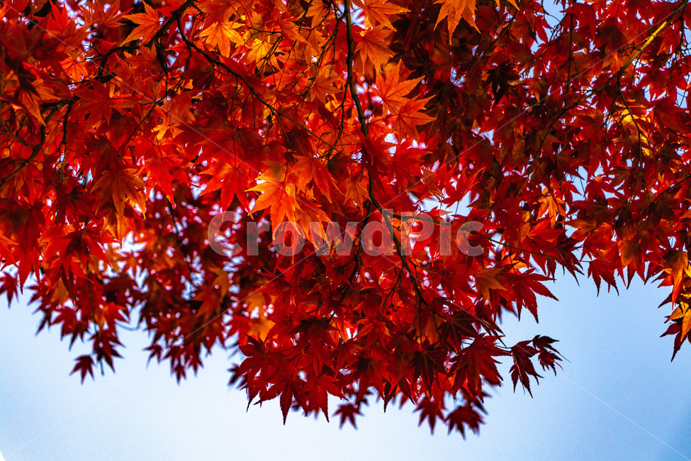 단풍,단풍나무,가을단풍,단풍잎,maple,foliage,가을,계절,fall,autumn,season,leaf,잎,plant,식물,tree,나무