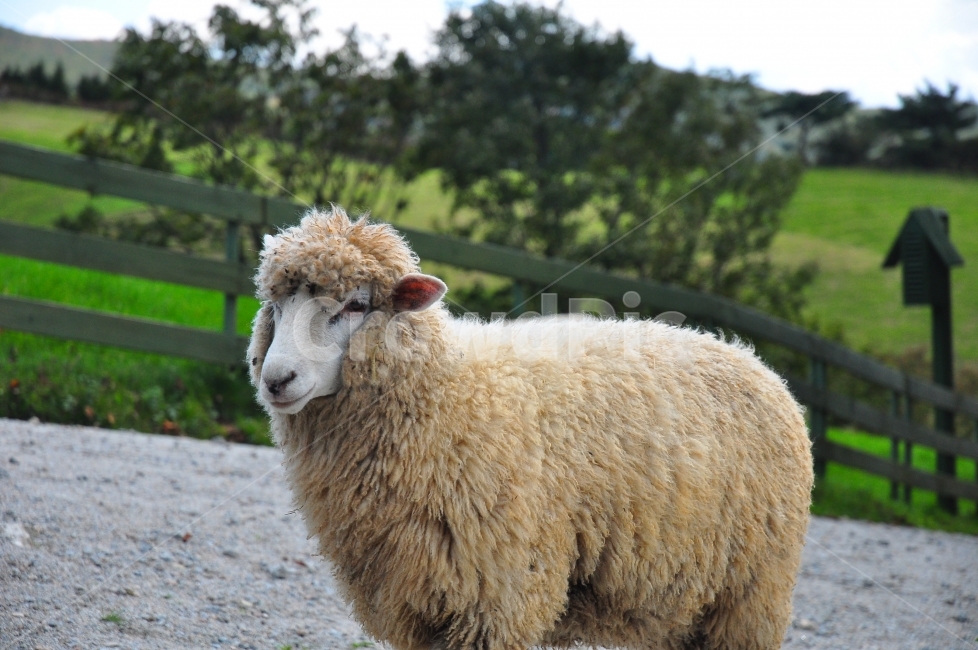 대관령,양,양떼목장,동물,양털,초원,자연,하늘,가을,구름,sheep,farm,animal,grass,grassland,sky,clouds,동물,animal,포유류,mammal,산업,industry,industrial,목축업,목장,livestock farming,ranching,pasture