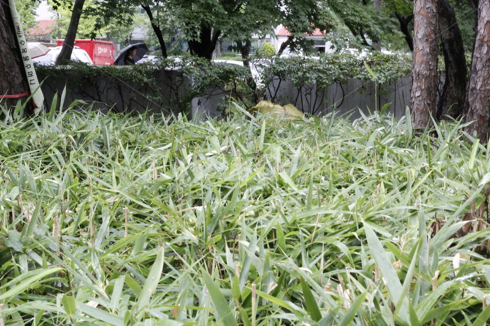 plant,tree,식물,나무,풀숲,식물,자연,plants,nature