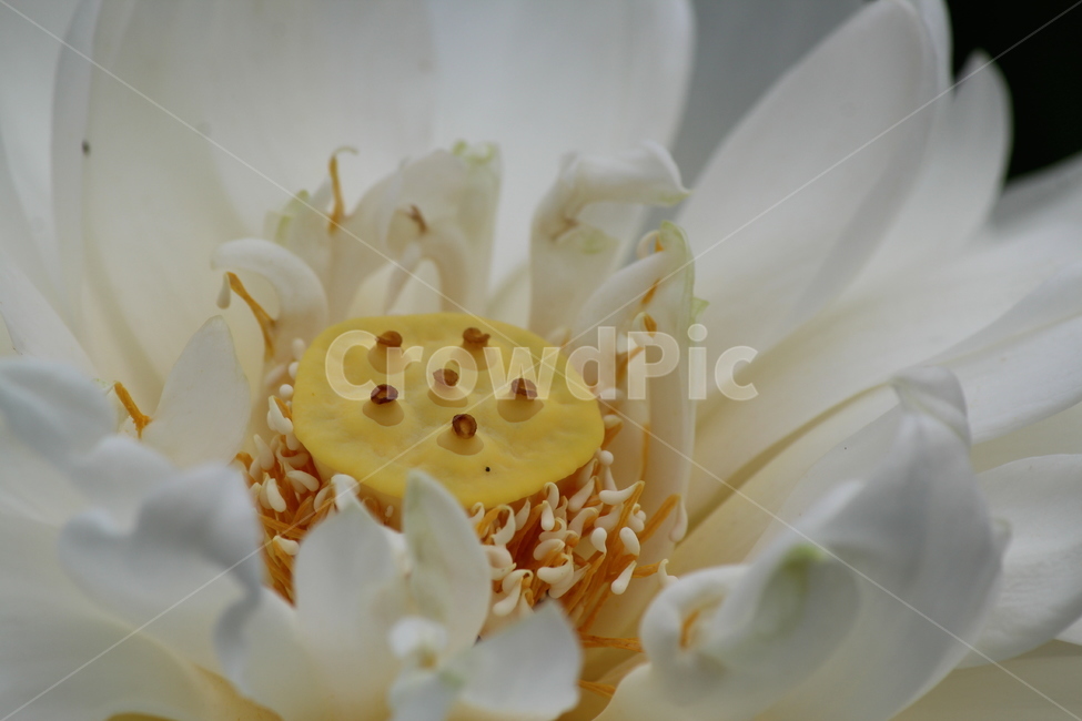 연꽃,인연,침묵,탄생,열정,식물,자연,plants,nature,꽃,flower