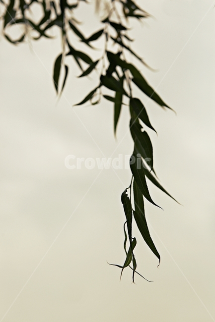 버들잎,버드나무,나무,나무잎,배경,식물,자연,plants,nature