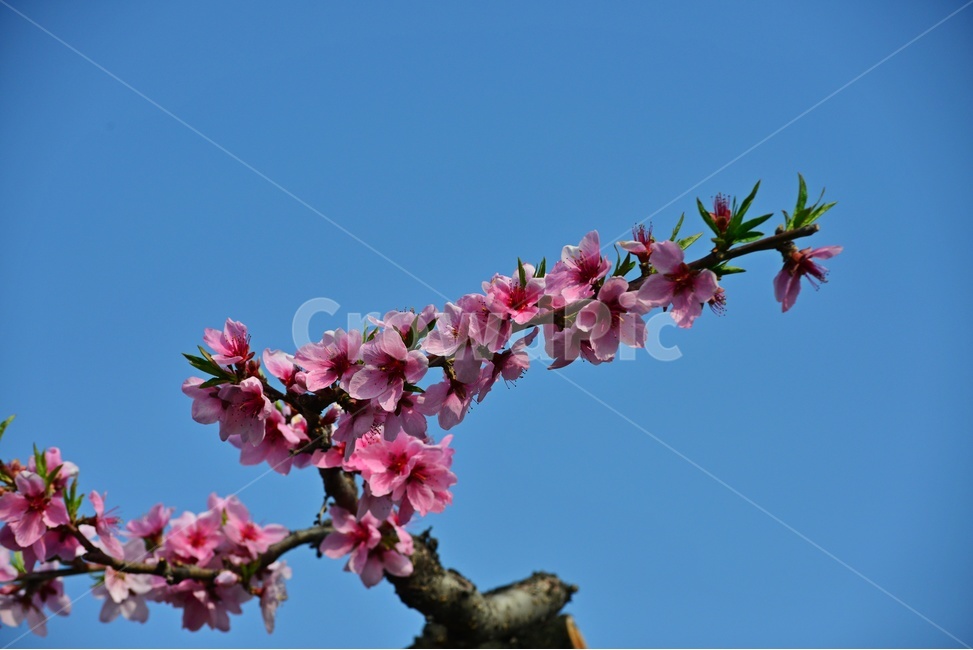 plant,식물,blossom,flower,복사꽃,복숭아꽃,꽃,분홍꽃,봄