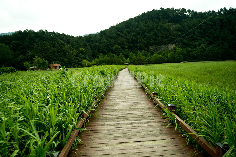 갈대,갈대밭,순천만습지,갈대밭길,초록,갈대숲길,바람,여름,풍경,자연,nature,background