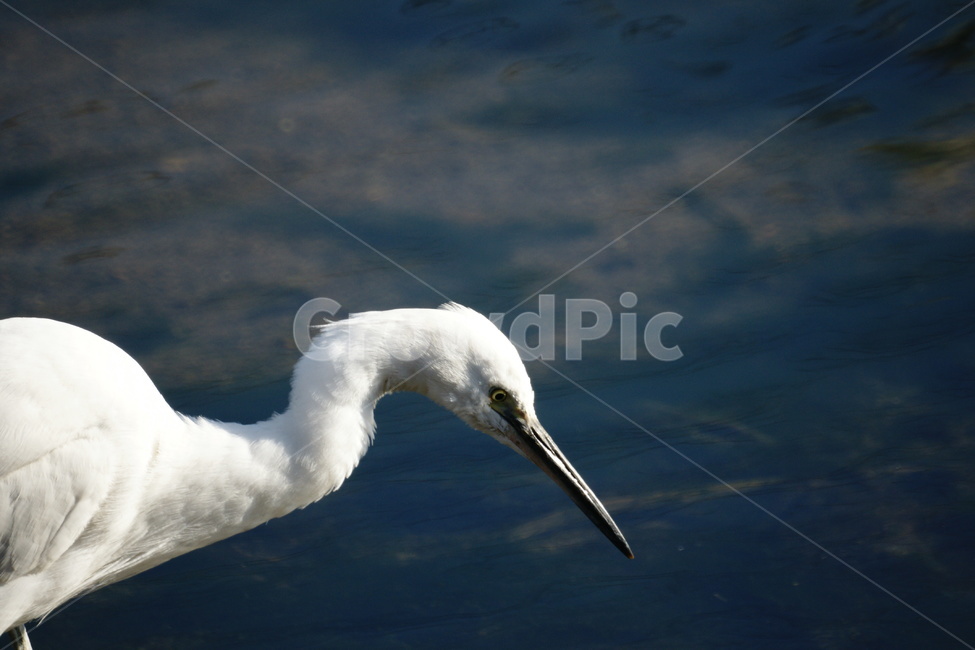 쇠백로,새,조류,하얀깃털,강,동물,animal,조류,새,birds