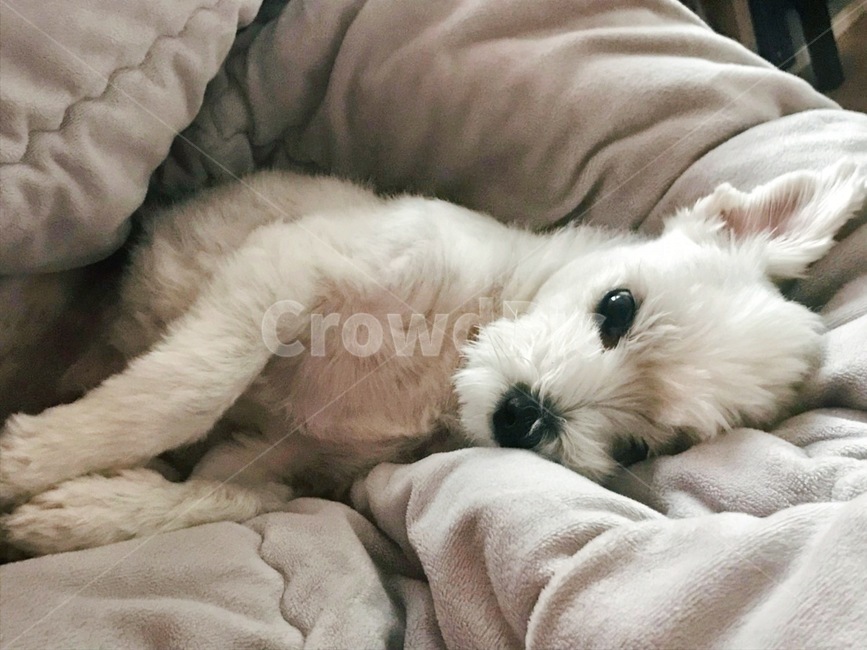말티즈,강아지,댕댕이,흰둥이,멀멍이,동물,animal,포유류,mammal,개,강아지,dog,doggy
