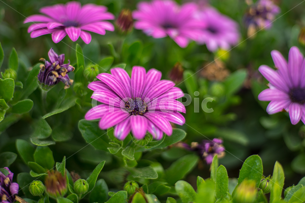 오스페오스펠뭄,봄,꽃,자연,식물,봄꽃,근접,식물,자연,plants,nature,꽃,flower