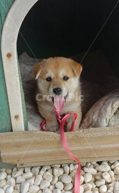 강아지,개,시골,믹스견,미소,동물,animal,포유류,mammal,개,강아지,dog,doggy