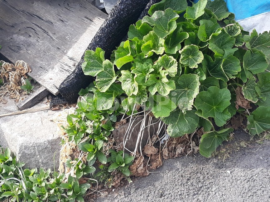풀,자연,식물,배경,땅