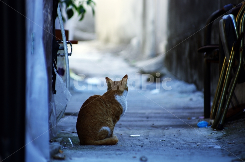 wait,stray cat,cat,cuteness,longing