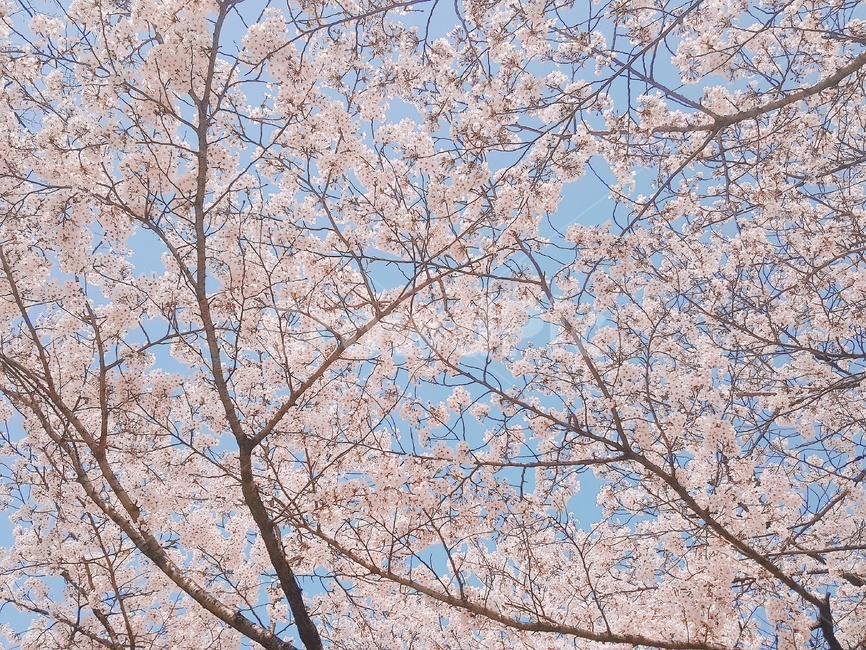 벚꽃,봄,만개,축제,연분홍,팝콘,가지,폭신폭신