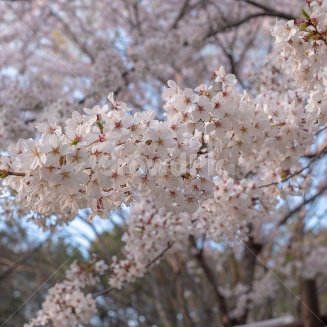 꽃,벚꽃,벚꽃축제,봄,감성,봄,계절,spring,season,plant,식물,flower,blossom
