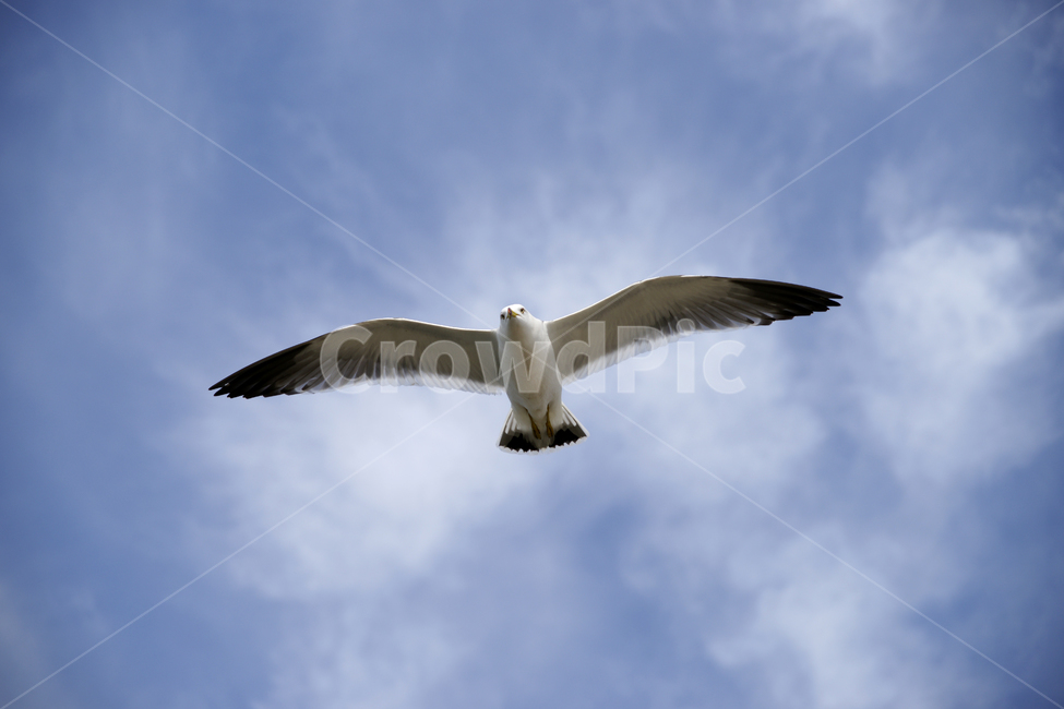 갈매기,하늘,날다,flying,bird,새,animal,동물,seagull,맑음,구름,파랑,동물,animal,조류,새,birds