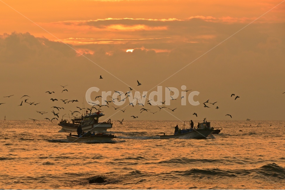 울산,강양항,배,멸치잡이배,갈매기,강양항아침,강양항일출,boat,보트,human,인간,person,사람,선박,bird,새,nature,자연,outdoors,옥외,자연,풍경,nature,landscape,어업,fishery,fishing industry