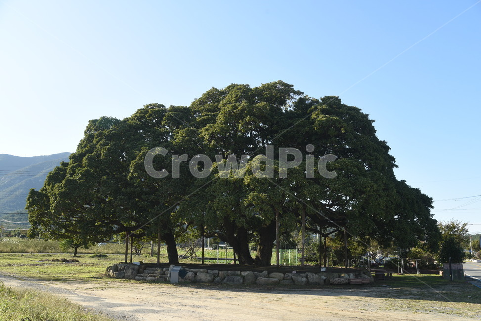 후박나무,천연기념물,나무,tree,삼산리,plant,식물,자연,plants,nature,나무,trees,wood