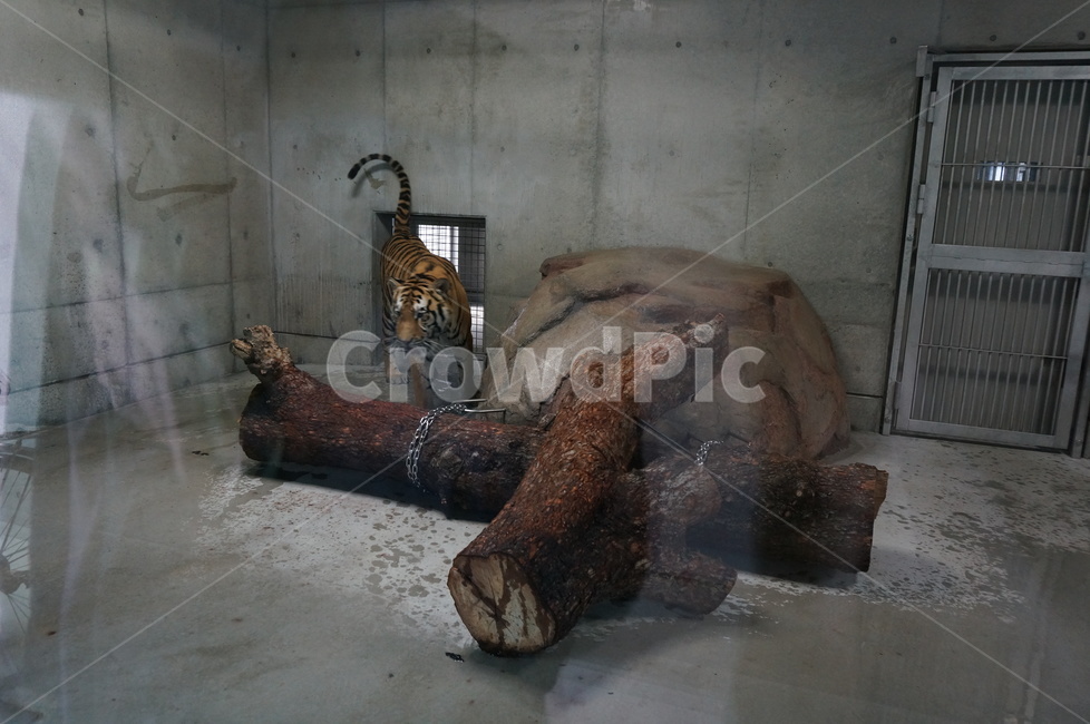 호랑이,동물원,zoo,동물,tiger,동물,animal,포유류,mammal