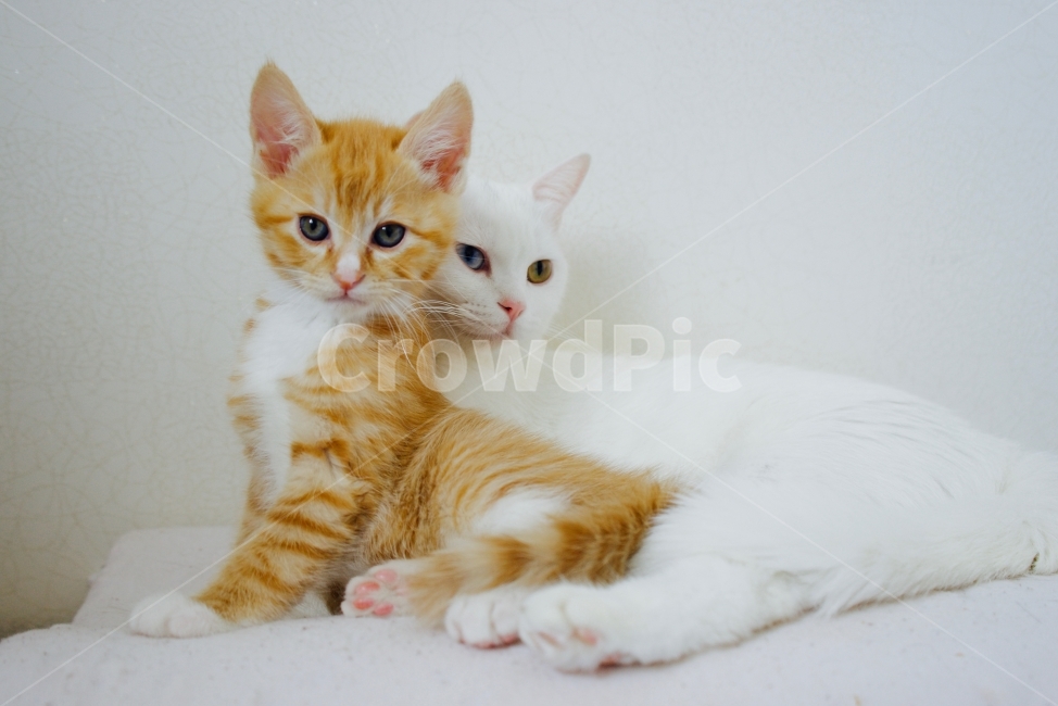 동물,고양이,요염,동행,가족,동물,animal,포유류,mammal,고양이,cat,kitten,kitty