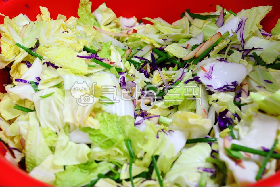 양배추, 배추, 파, 양파, 자색양배추, 사진,이미지,일러스트,캘리그라피 - 일(sun)작가
