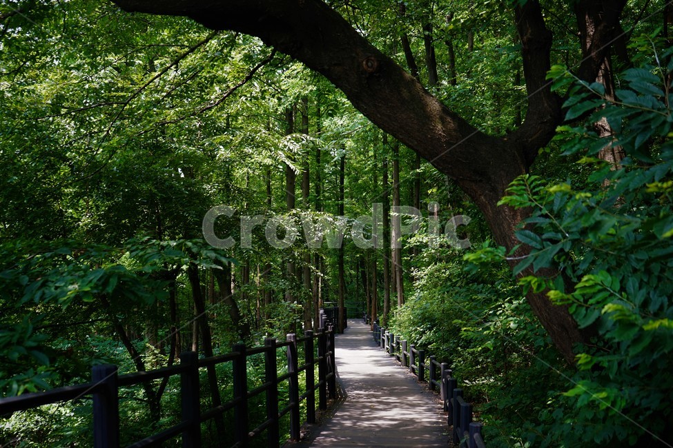 숲,자연,그늘,나무,녹음,녹색,forest,nature,shodow,trees,green,힐링,휴식,시원함,고요함,healing,relaxation,cool,calm,forestbathing,freshness,자연,풍경,nature,landscape,garden,정원,outdoors,옥외,arbour,정자