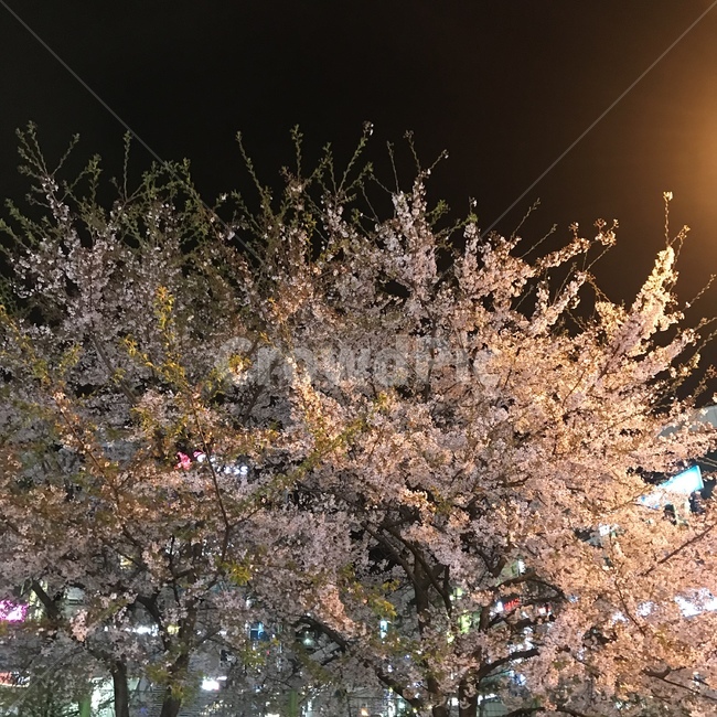 밤꽃,밤벚꽃,벚꽃,봄,꽃놀이