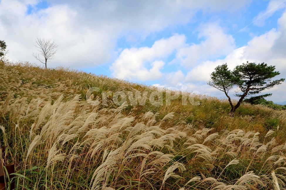 가을,갈대,바탕화면,소나무,바람,가을,계절,fall,autumn,season,자연,풍경,nature,landscape,plant,식물,grass,잔디