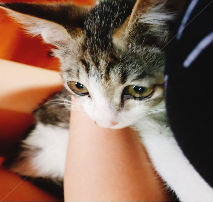 베이비,캣,cat,kitty,고양이,야생고양이,애완동물,동물,아기고양이,미니,반려동물,애완고양이,귀여움,고양이감성,동물,animal,포유류,mammal,고양이,cat,kitten,kitty