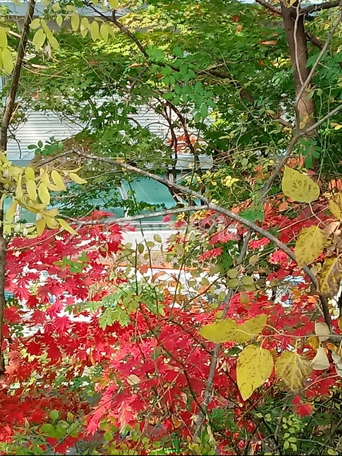 가을,단풍,낙엽,maple,plant,식물,단풍나무,단풍잎,leaf,잎,tree,나무,계절,fallautumnseason,가을단풍,자연,풍경,경치,가을,계절,fall,autumn,season,식물,자연,plants,nature,나무,trees,wood