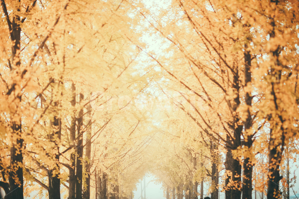 은행나무,물안개,새벽,풍경,가을,nature,자연,가을,계절,fall,autumn,season,자연,풍경,nature,landscape
