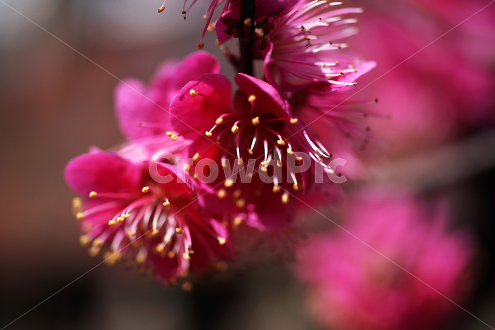 홍매화,매화,홍매,꽃,봄,계절,붉은빛매화,식물,자연,plants,nature,꽃,flower