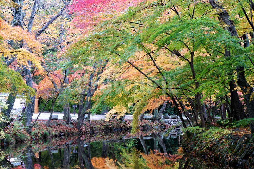 가을,단풍,나무,자연,식물,풍경,빨강색,노란색,초록색,낙엽,trees,nature,autumn,red,yellow,green,season,자연풍경,계절,감성,그림자,계곡물,가을,계절,fall,autumn,season,자연,풍경,nature,landscape,한국자연풍경,한국자연경관,korea nature landscape,plant,tree,maple
