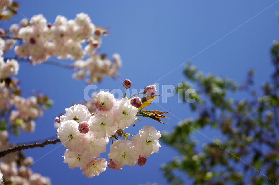 벚꽃,꽃,flower,계절,봄,spring,겹벚꽃,봄,계절,spring,season,식물,자연,plants,nature,꽃,flower,plant