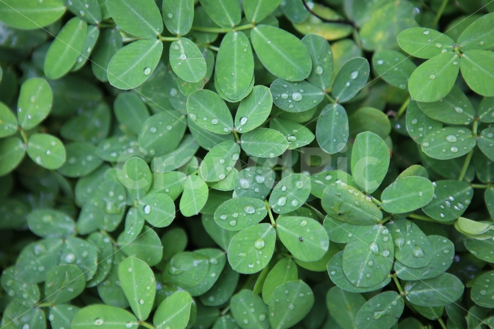 나뭇잎,자연,패턴,이슬,배경,식물,자연,plants,nature