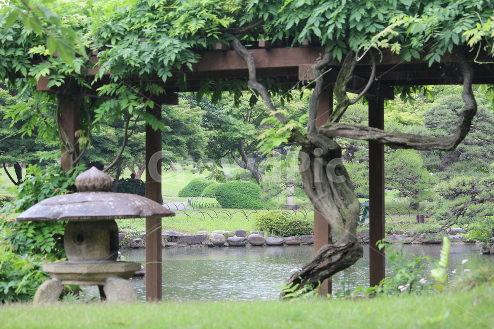 신주쿠공원,공원,호수,비,일본,자연,풍경,nature,landscape,outdoors,옥외