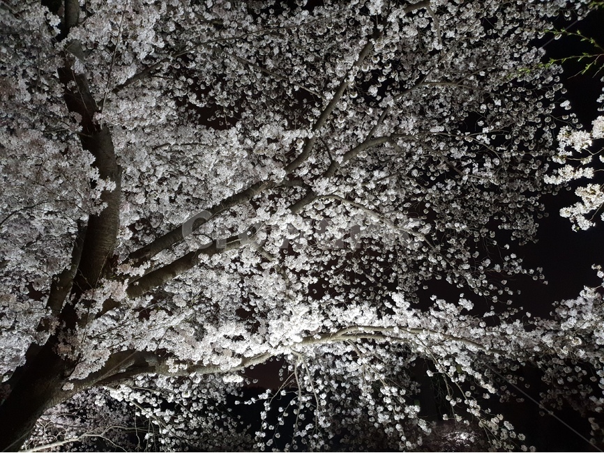 벚꽃,봄,축제,한국,벚꽃별,왕벚나무,나무,야경,야간,풍경,산,사진,cherryblossom,봄,계절,spring,season,야경,밤,풍경,nightscape,night,landscape,식물,자연,plants,nature,나무,trees,wood,plant,blossom,꽃,cherry blossom,flower