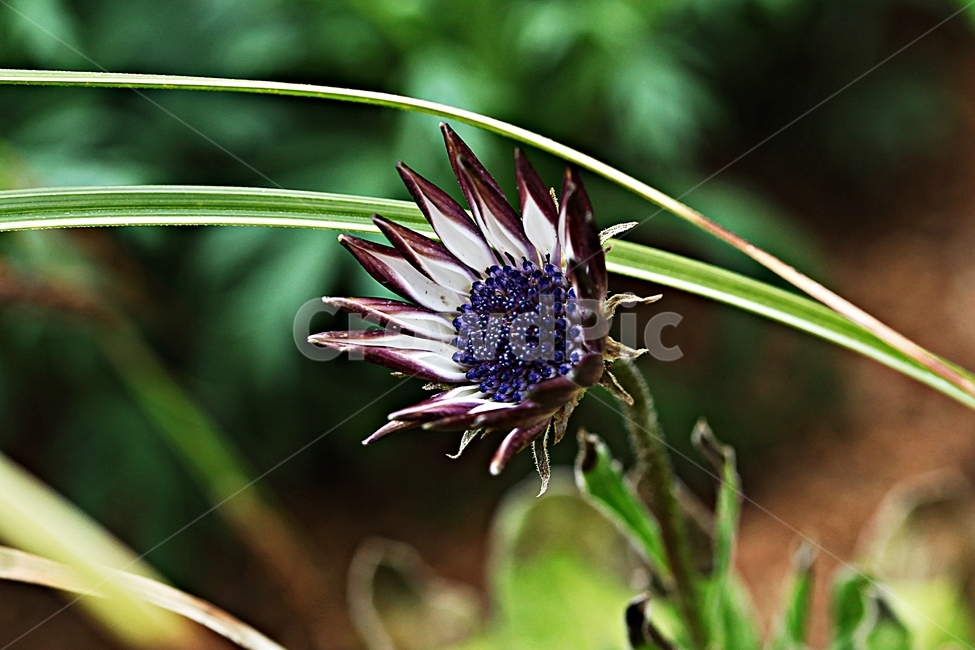 꽃,봄꽃,봄,계절,배경,자연,자연,풍경,nature,landscape,식물,plants,꽃,flower,plant,pollen,화분