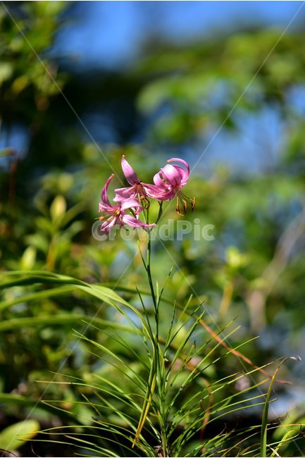 솔나리,야생화,식물,꽃,자연,여름,생태,힐링,플라워,wildflower,flower,plants,nature,season,감성,느낌,emotion,feeling,백합목,백합과,백합속,분홍색,여러해살이풀,식물,자연,plants,nature,꽃,flower
