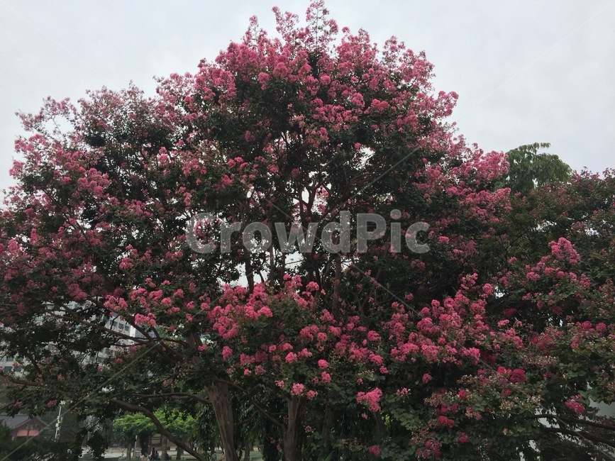 식물,plant,꽃,blossom,flower,풍경,자연스러움,봄,spring,낮,오후