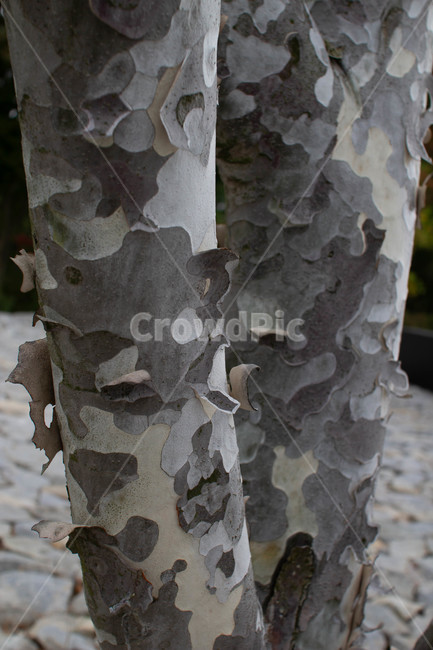 백송,plant,식물,tree,나무