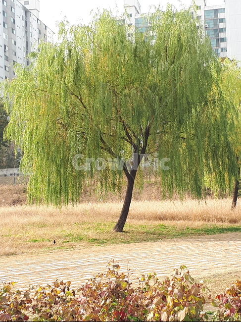 나무,식물,공원,도심속자연,느티나무