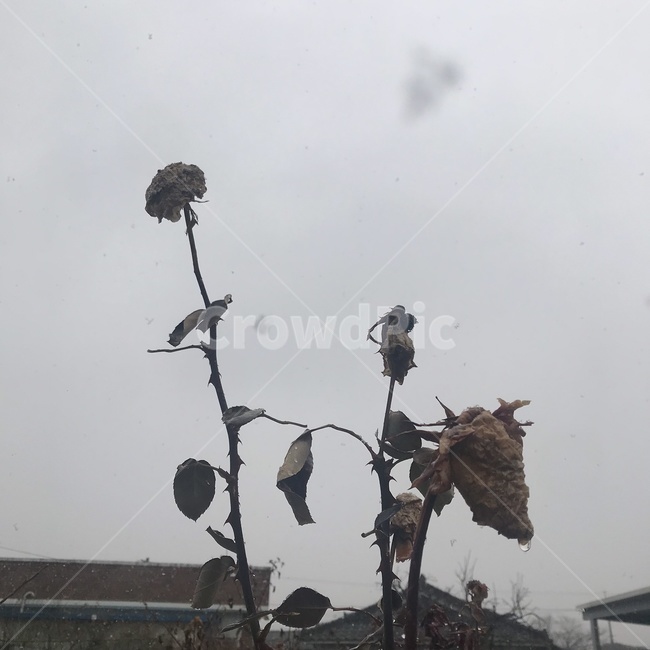 꽃,눈,겨울,flower,장미