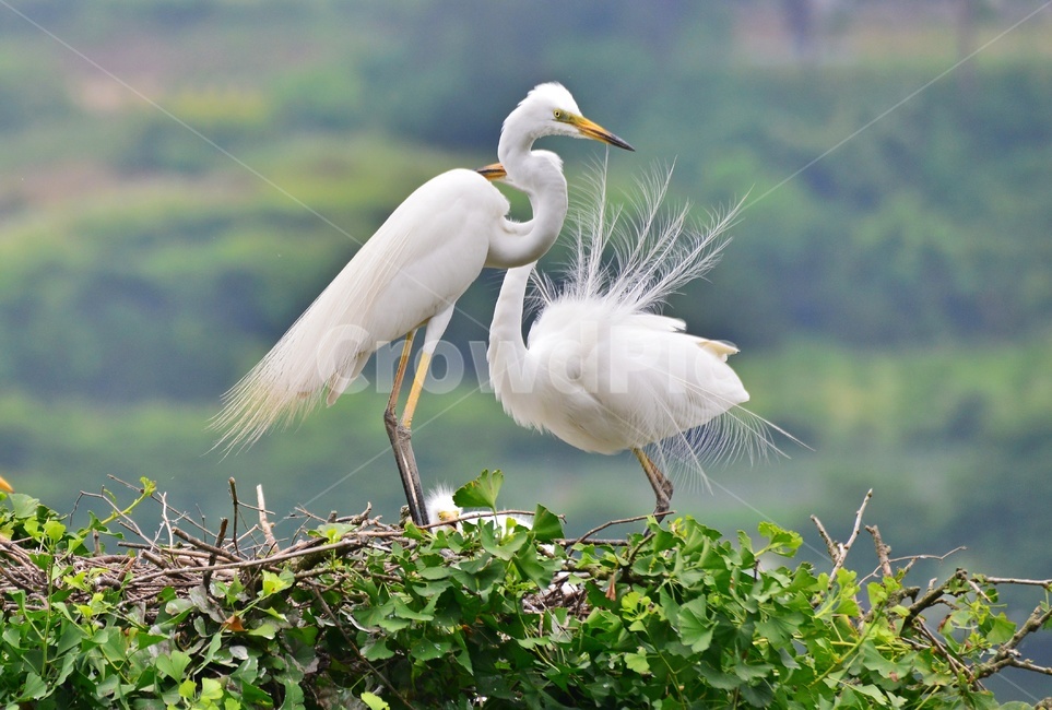 전북,임실,백로,백로부부,백로부부사랑,백로육추,bird,waterfowl,물새,stork,황새,동물,animal,조류,새,birds